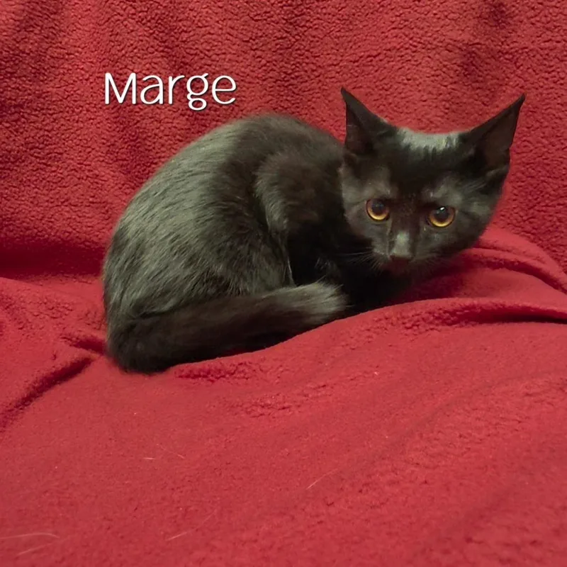 A baby small-sized female Black Domestic Short Hair cat named Marge for adoption in Parkersburg, WV