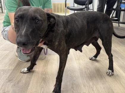 An adult large-sized female Plott Hound dog named Shirley for adoption in Morton Grove, IL