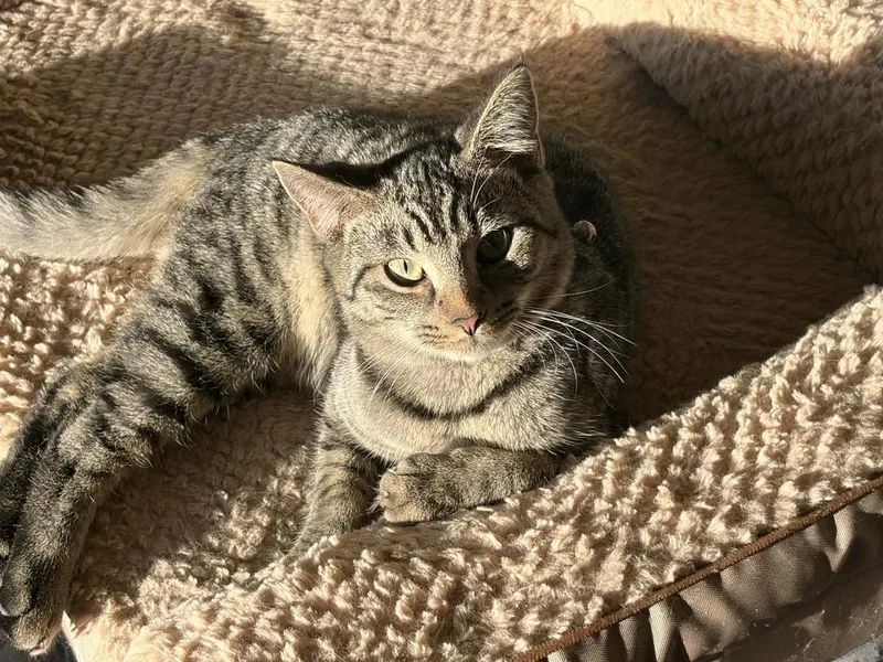 Theodore thumbnail 2