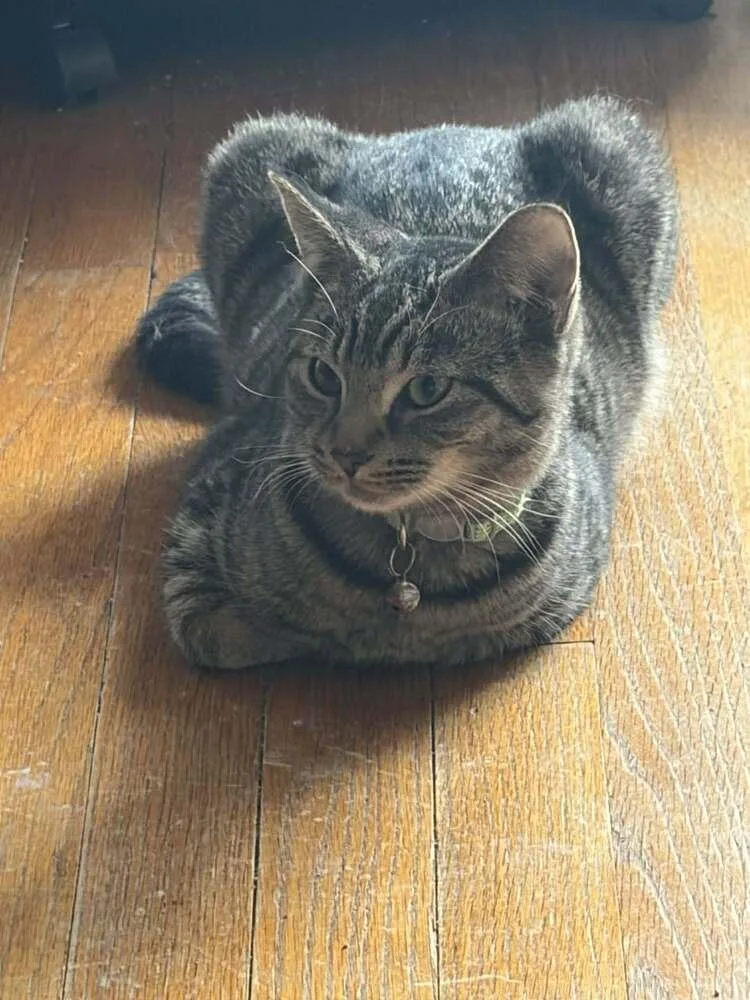 Theodore thumbnail 3