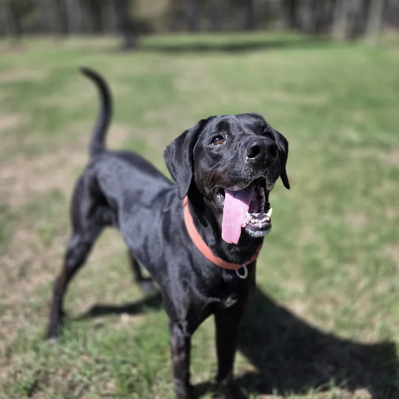 An adult large-sized female Black Labrador Retriever dog named Wendy for adoption in Park Rapids, MN