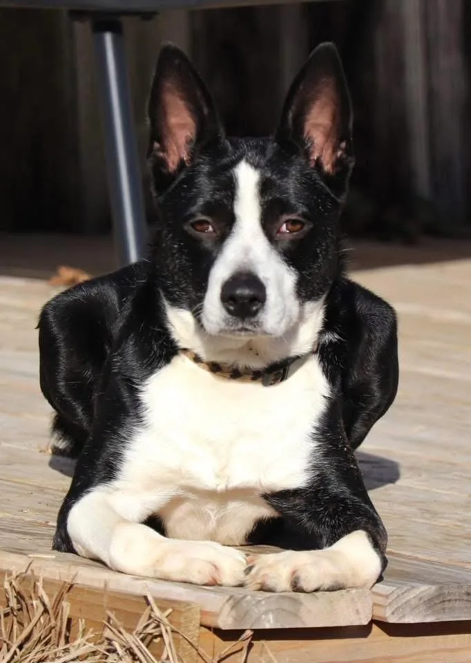 A young medium-sized female Black Border Collie dog named Dixie for adoption in Calera, AL