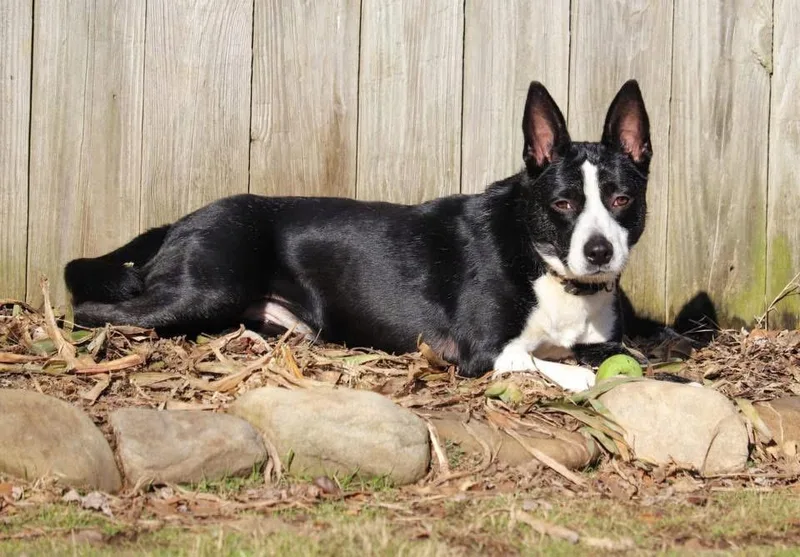 Dixie thumbnail 5