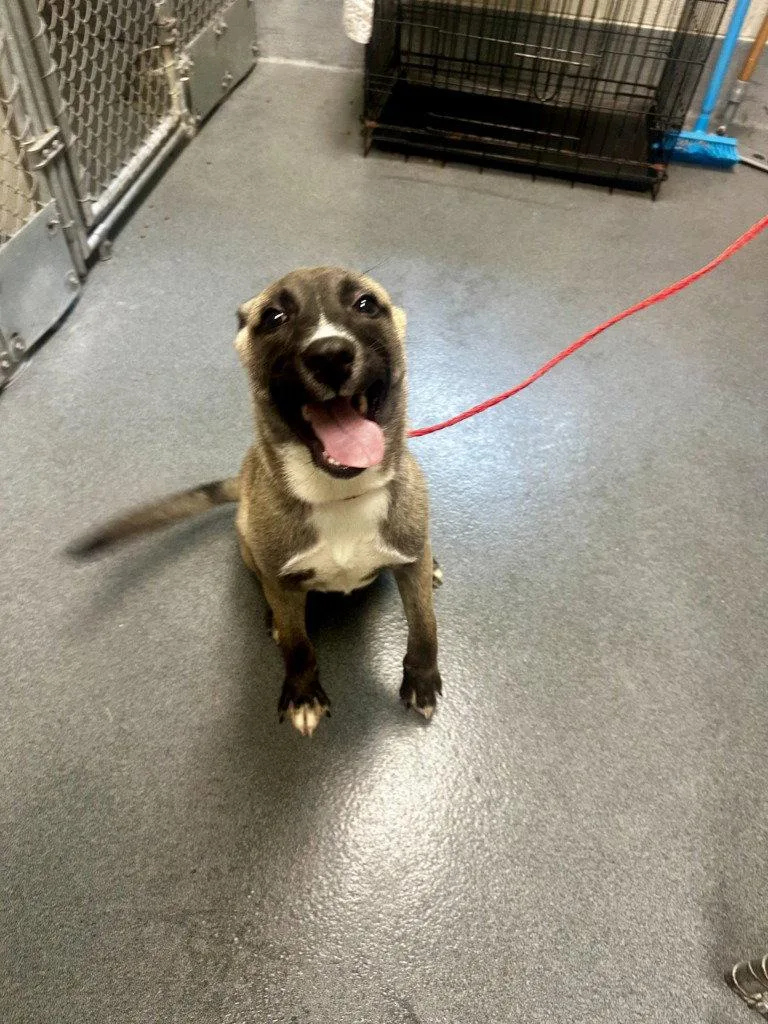 A baby medium-sized male Belgian Shepherd / Malinois dog named PR  Stark for adoption in Glen Allen, VA