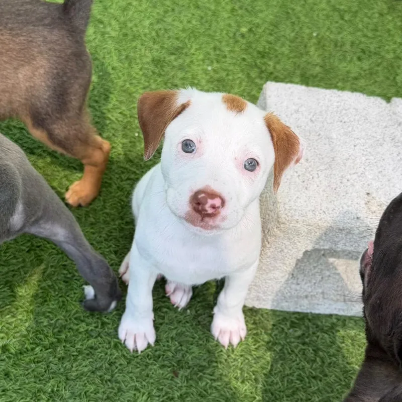 A baby small-sized male White / Cream Mixed Breed dog named Russell for adoption in LOXAHATCHEE, FL