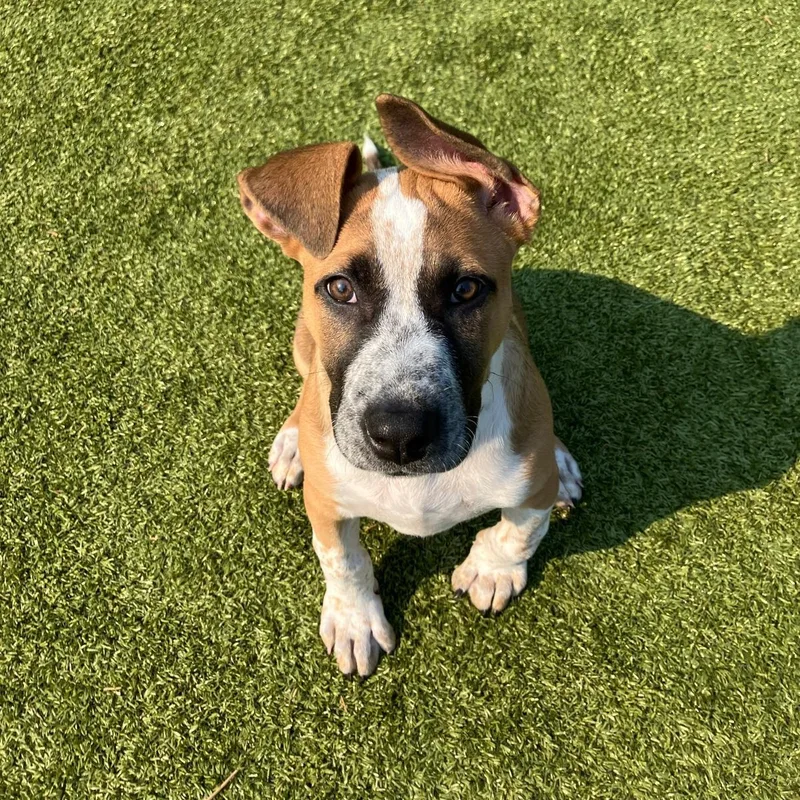 A baby large-sized female Tricolor (Brown, Black, & White) Australian Cattle Dog / Blue Heeler dog named Penelope for adoption in Friday Harbor, WA