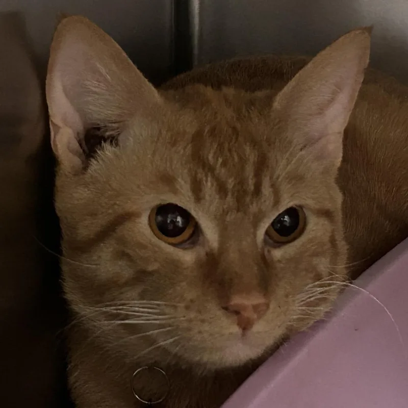 An adult medium-sized male Orange / Red Domestic Short Hair cat named Rust Collar for adoption in Galveston, TX