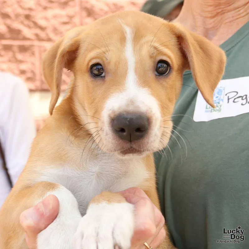 A baby large-sized male Retriever dog named Puppy Preston for adoption in Washington, DC
