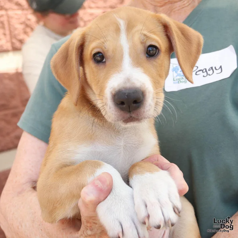 Puppy Preston thumbnail 2