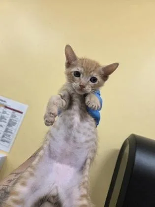 A baby small-sized male Domestic Short Hair cat named Archie for adoption in Honolulu, HI