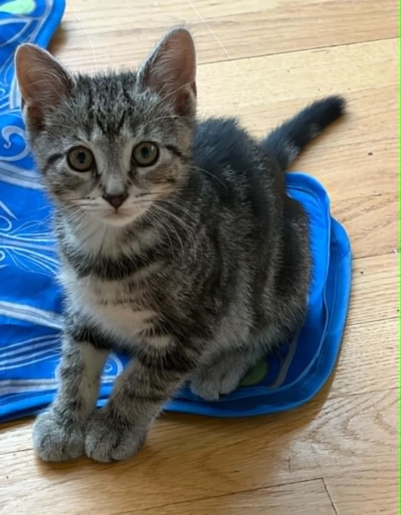 A baby medium-sized female Tabby cat named Cinnabon for adoption in Warren, NJ