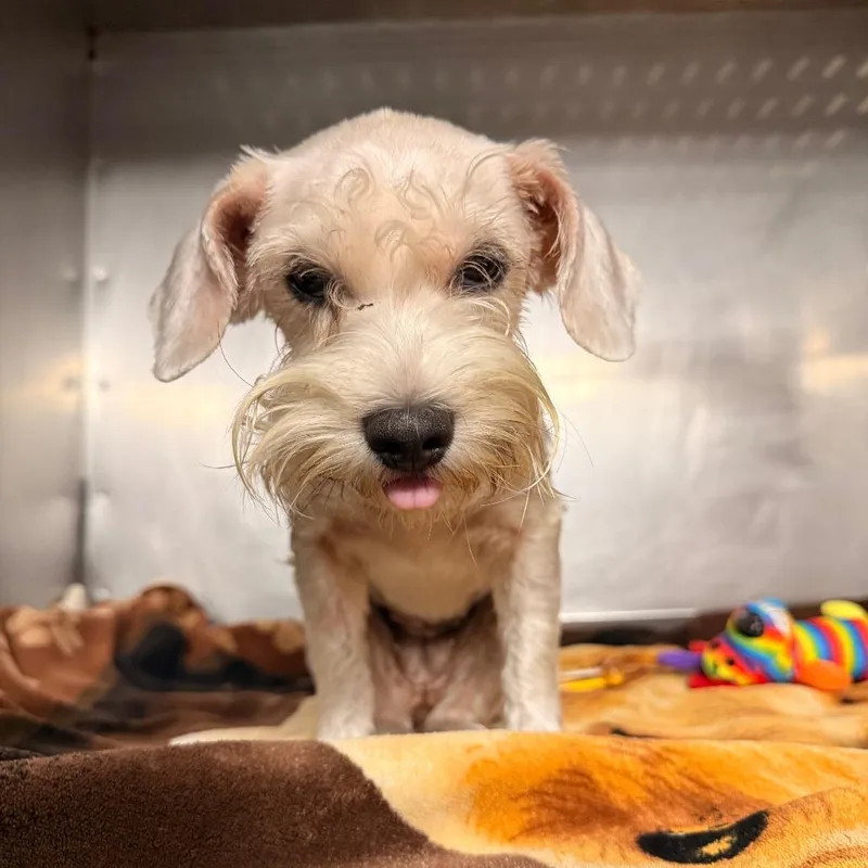 A young small-sized female White / Cream Miniature Schnauzer dog named Jessie for adoption in Saint Charles, MO