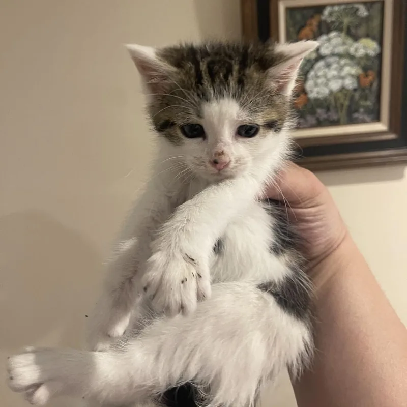A baby small-sized male Gray / Blue / Silver Domestic Short Hair cat named Wally In Vienna  for adoption in Alexandria, VA