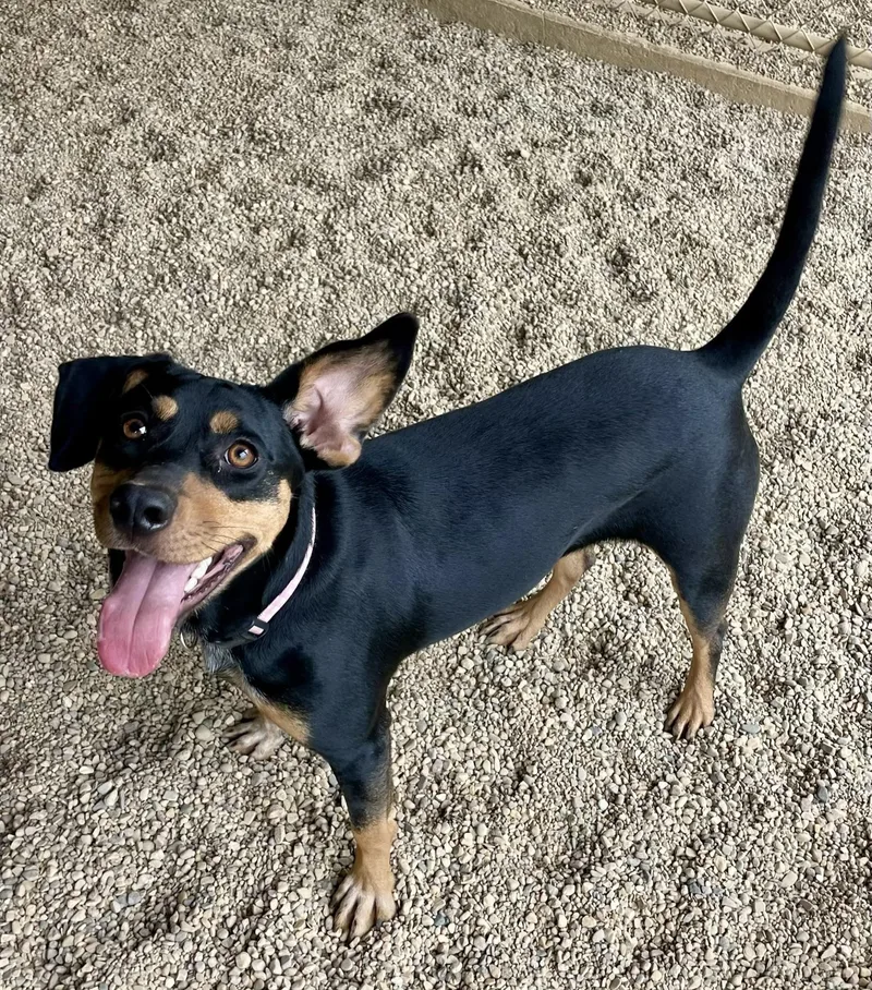 A young medium-sized female Bicolor Cattle Dog dog named Chloe for adoption in Lacon, IL