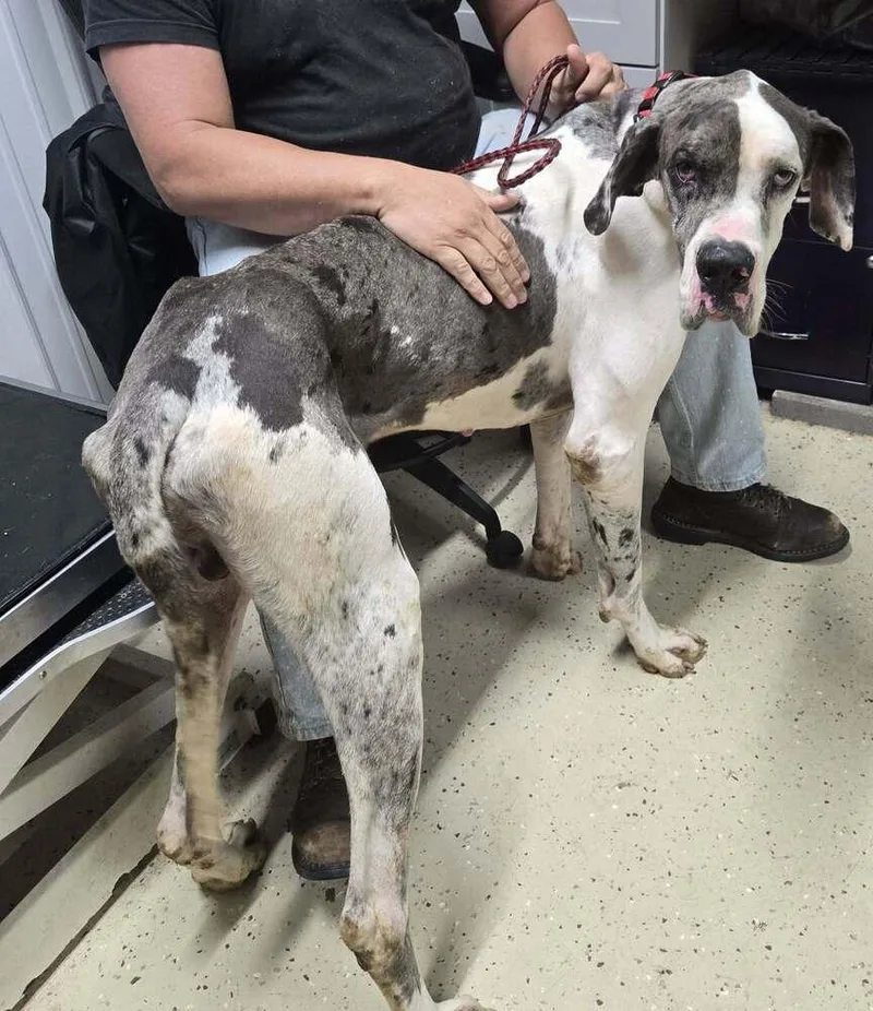 An adult large-sized male Gray / Blue / Silver Great Dane dog named General for adoption in Waverly, OH