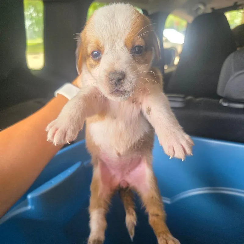 A baby small-sized female Collie dog named Piglet for adoption in Lufkin, TX