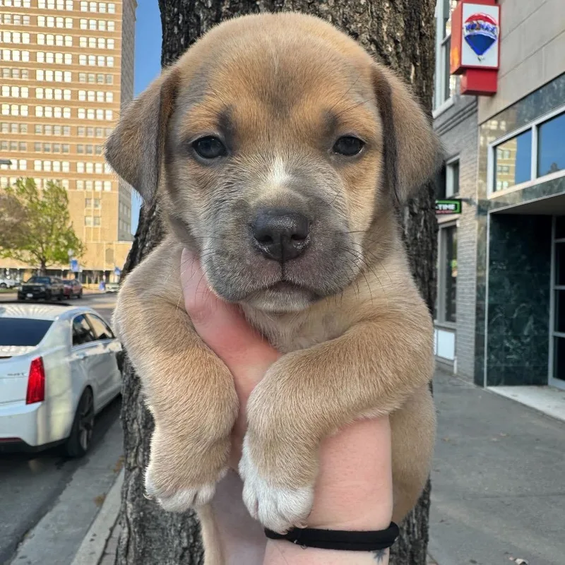 Doc Mcstuffins thumbnail 2