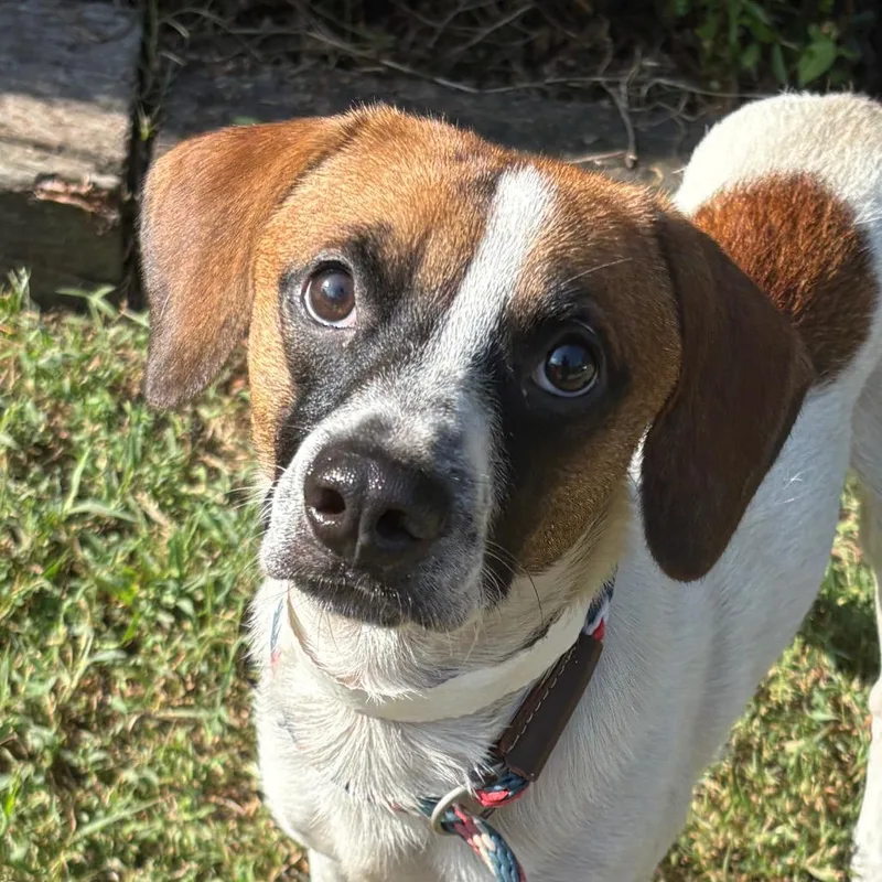 An adult medium-sized male Terrier dog named Johnny Cash for adoption in Birmingham, AL