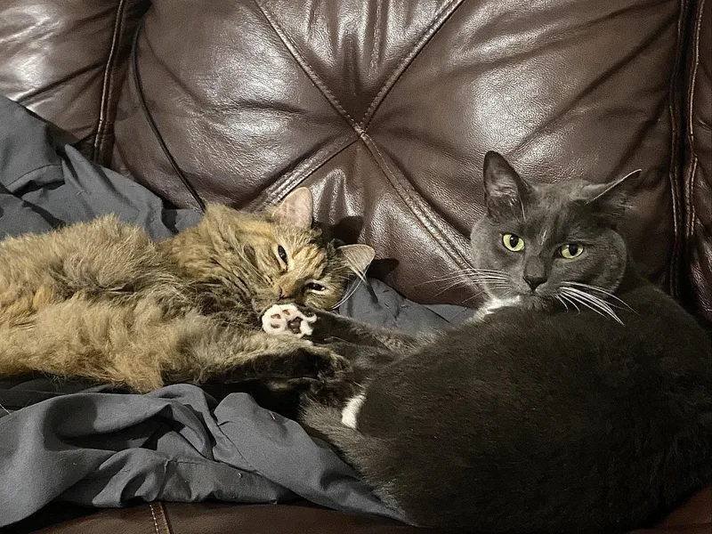 An adult medium-sized male Gray & White Domestic Short Hair cat named Rico & Annabelle for adoption in Herndon, VA