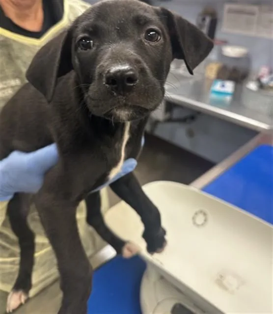 A baby small-sized female Labrador Retriever dog named Egg Salad for adoption in Phoenix, AZ