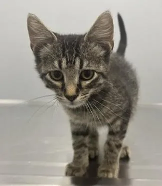 A baby medium-sized male Tabby (Brown / Chocolate) Domestic Short Hair cat named Titan for adoption in Pella, IA