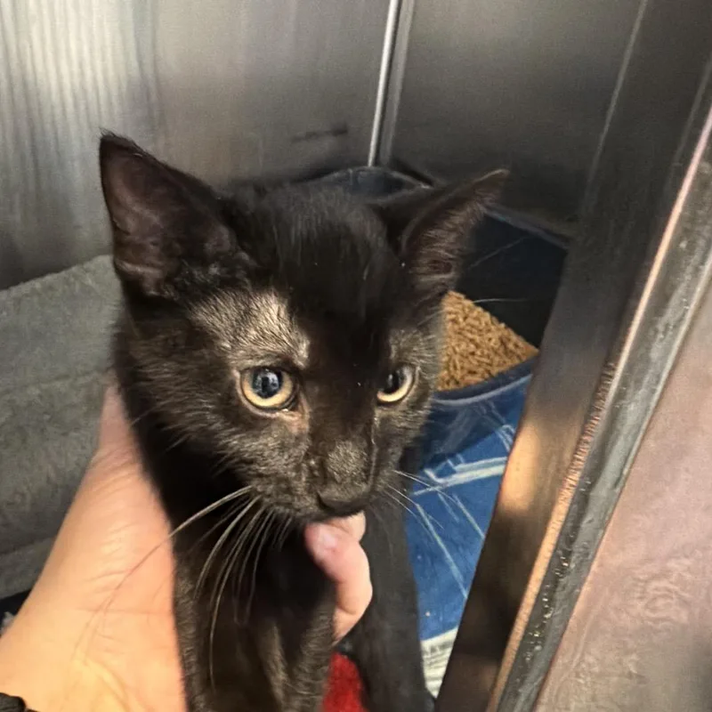 A baby small-sized female Black Domestic Short Hair cat named Bo Peep for adoption in Port Charlotte, FL