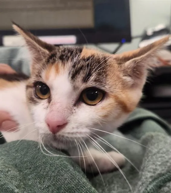 A baby small-sized female Domestic Short Hair cat named Jello for adoption in Albuquerque, NM