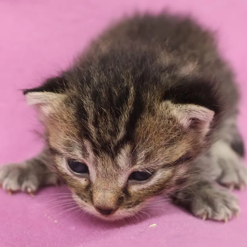 A baby small-sized female Brown / Chocolate Domestic Short Hair cat named Pearlite C for adoption in Princeton, MN