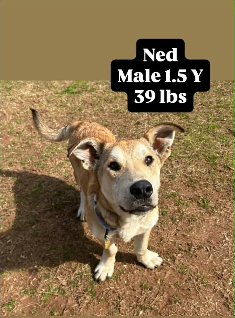A young medium-sized male German Shepherd Dog dog named Ned for adoption in Bradenton, FL