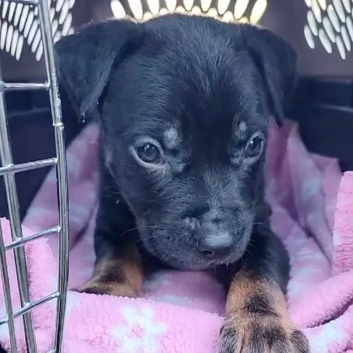 A baby small-sized male Black Rottweiler dog named Roger D for adoption in Minneapolis, MN