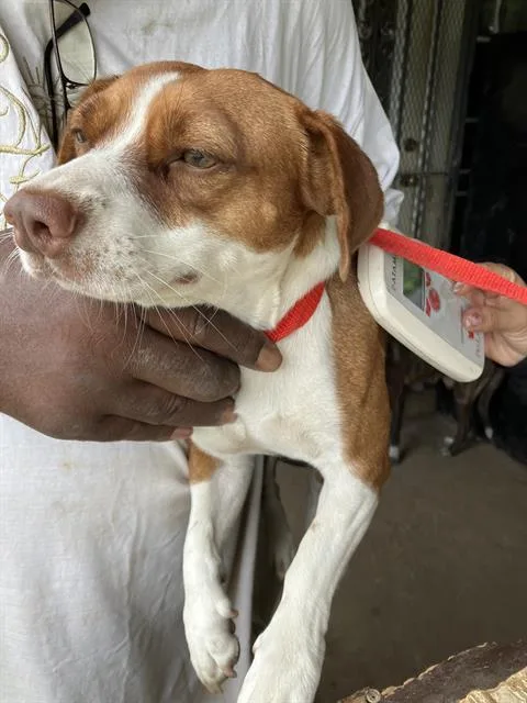A young small-sized female Mixed Breed dog named Jordan for adoption in Dallas, TX