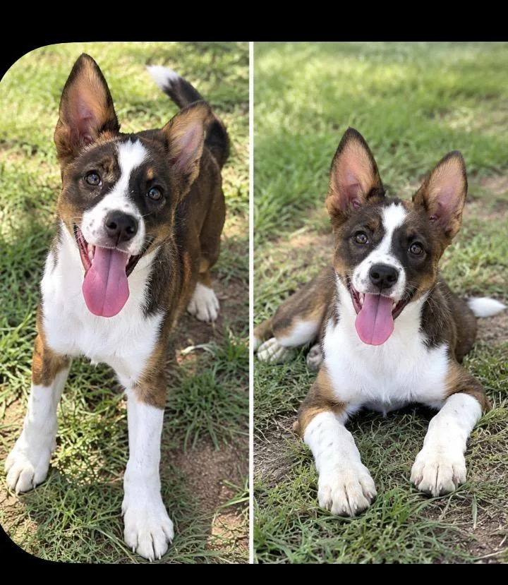 A young small-sized male Terrier dog named Otto for adoption in Kiln, MS