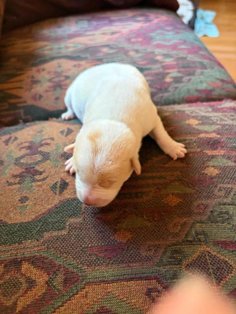 A baby medium-sized female Pit Bull Terrier dog named Daisy for adoption in Newnan, GA