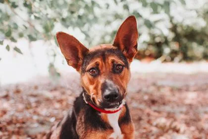 An adult medium-sized female Shepherd dog named A Focus for adoption in North Charleston, SC