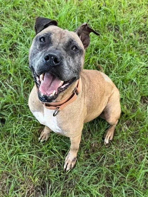 An adult medium-sized female Mixed Breed dog named Bella for adoption in Palmetto, FL