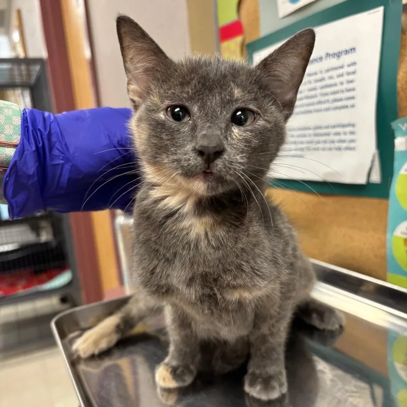 A baby small-sized female Tortoiseshell Domestic Short Hair cat named Strawberry for adoption in St Joseph, MO
