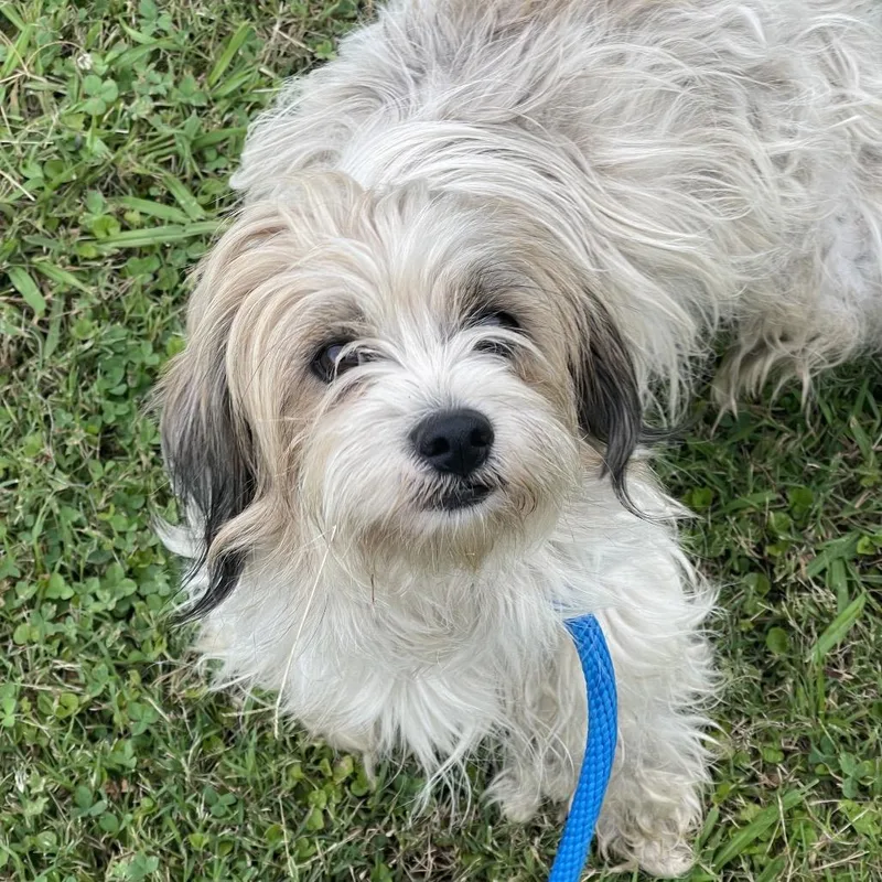 An adult small-sized female White / Cream Cairn Terrier dog named Sheba for adoption in Tulsa, OK