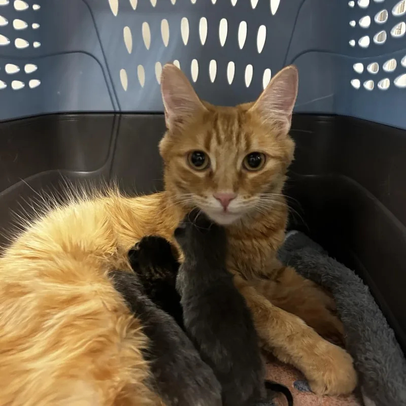 An adult medium-sized female Orange / Red Domestic Short Hair cat named Carol for adoption in Reno, NV