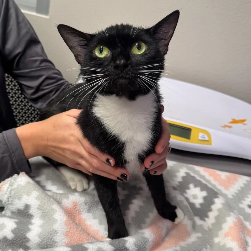 A young medium-sized female Black Domestic Short Hair cat named Ella for adoption in Englewood, FL