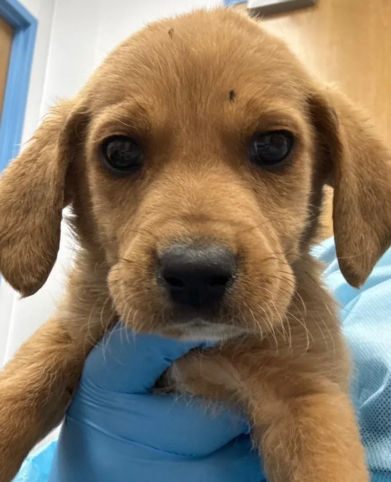 A baby medium-sized male Labrador Retriever dog named Flynn for adoption in Hartsville, SC