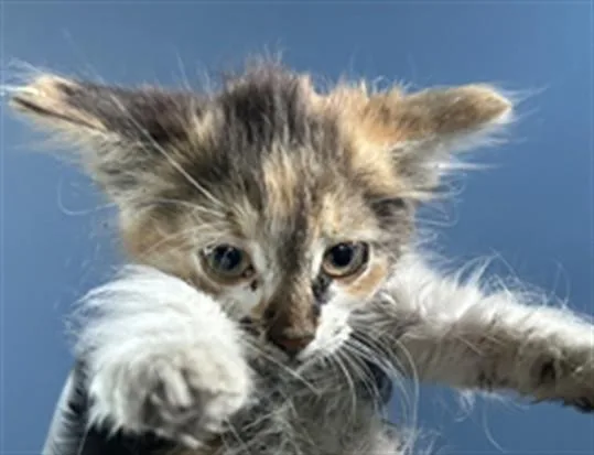 A baby small-sized female Domestic Short Hair cat named Fiona for adoption in San Bernardino, CA