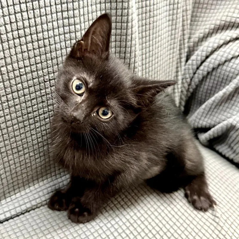 A baby small-sized female Black Domestic Short Hair cat named Paprika for adoption in Melrose, FL