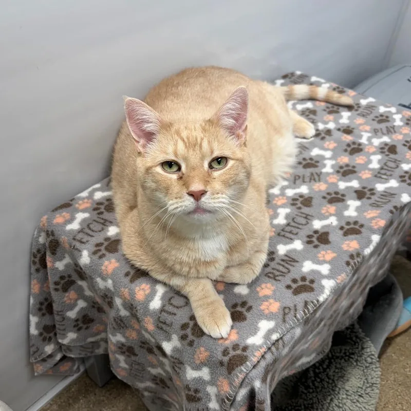 An adult large-sized male Orange / Red Domestic Short Hair cat named Avery for adoption in Skokie, IL