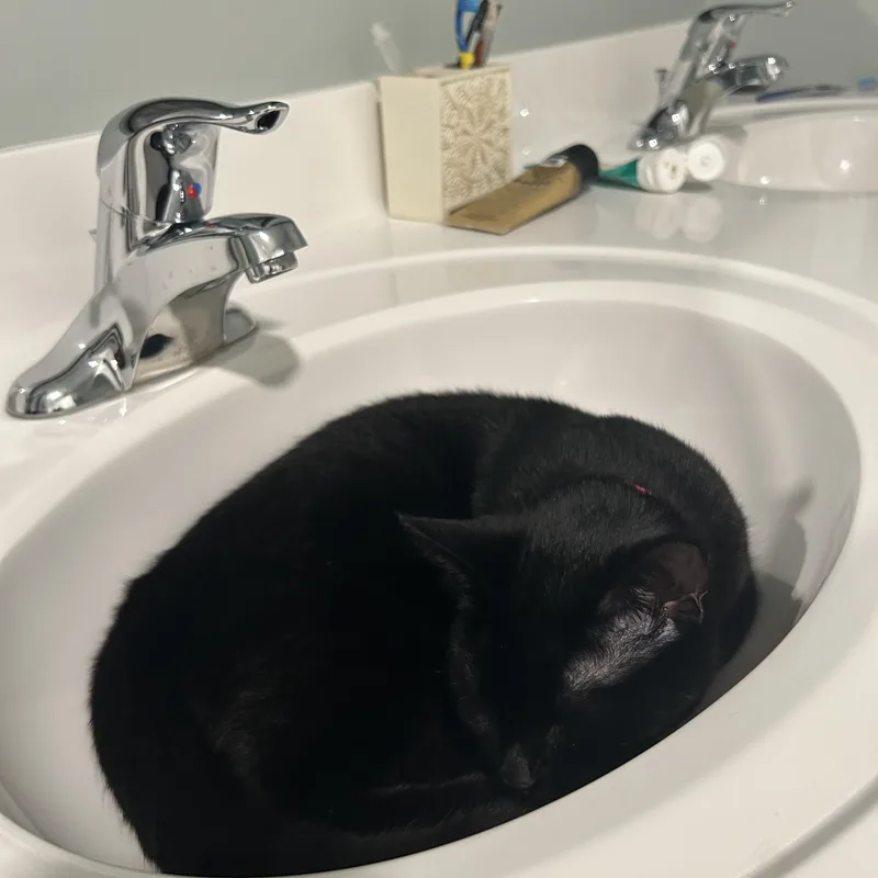 A young medium-sized male Black Domestic Short Hair cat named Shadow for adoption in Lancaster, PA