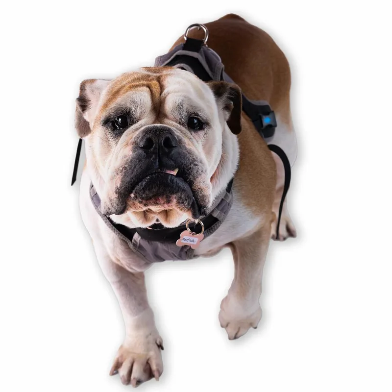 A senior large-sized female White / Cream English Bulldog dog named Morticia for adoption in San Francisco, CA