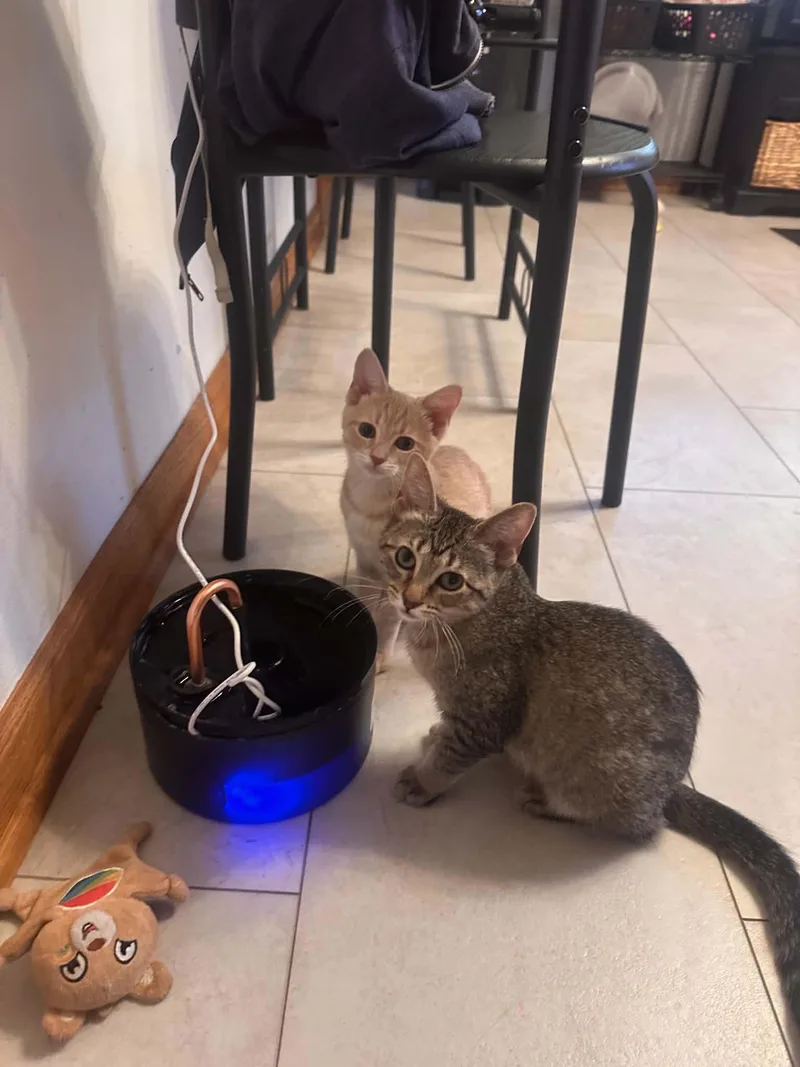 A baby small-sized female Domestic Short Hair cat named Pizzazz and Phlox for adoption in Milwaukee, WI