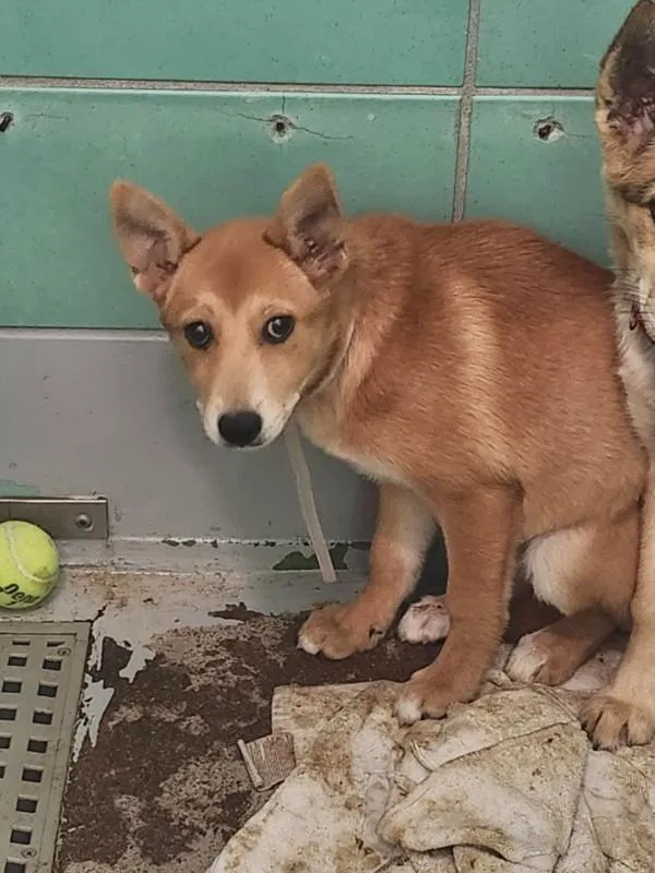 A baby small-sized female German Shepherd Dog dog named Eve for adoption in Houston, TX