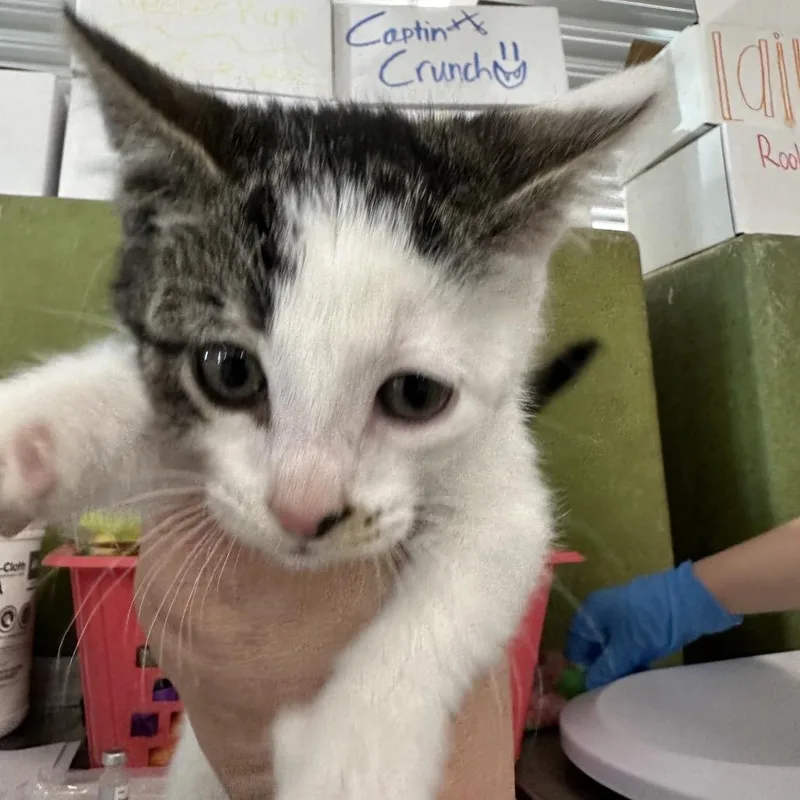 A young small-sized female White Domestic Short Hair cat named Hermione for adoption in Spanish Fork, UT