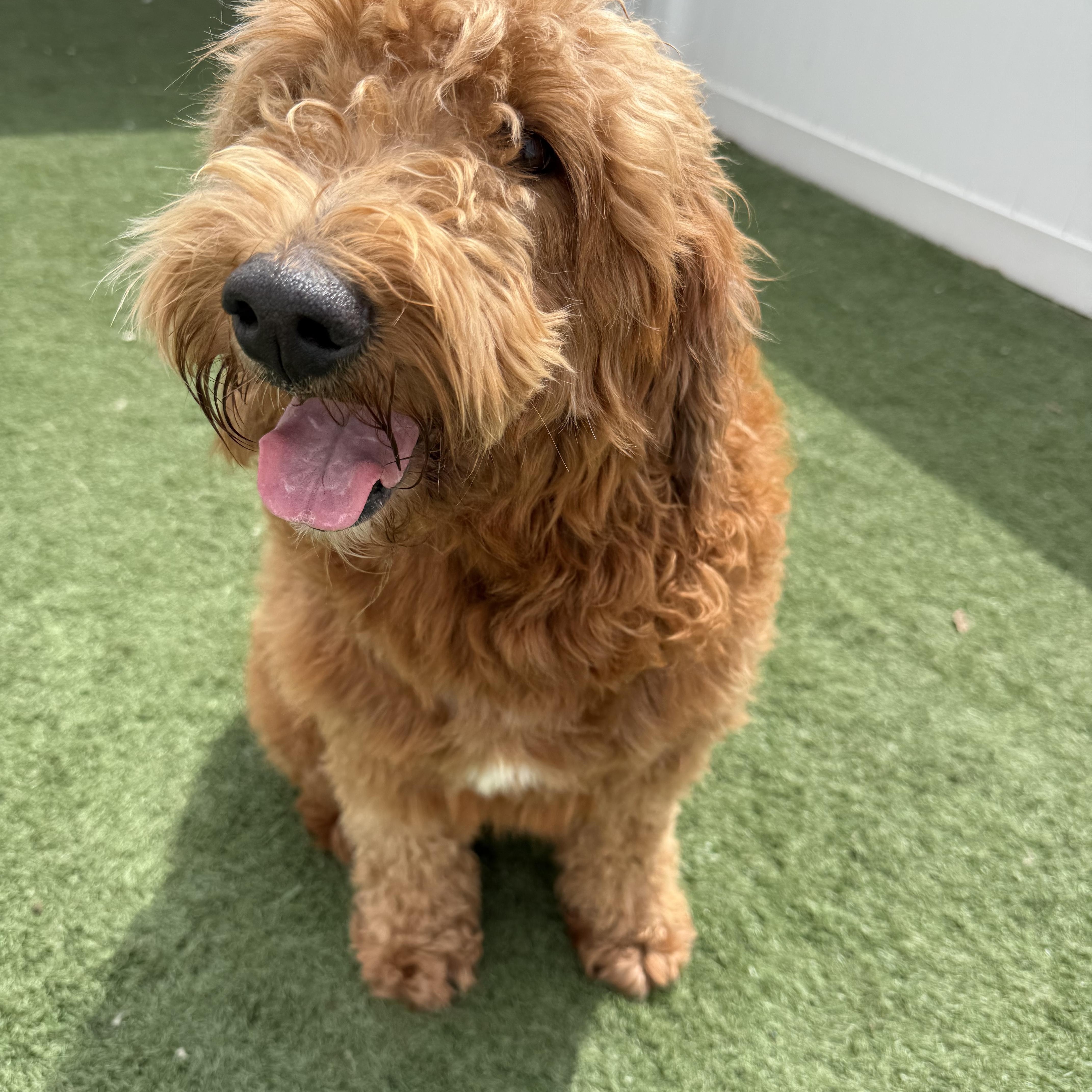 An adult medium-sized female Goldendoodle dog named Maya for adoption in MYRTLE BEACH, SC