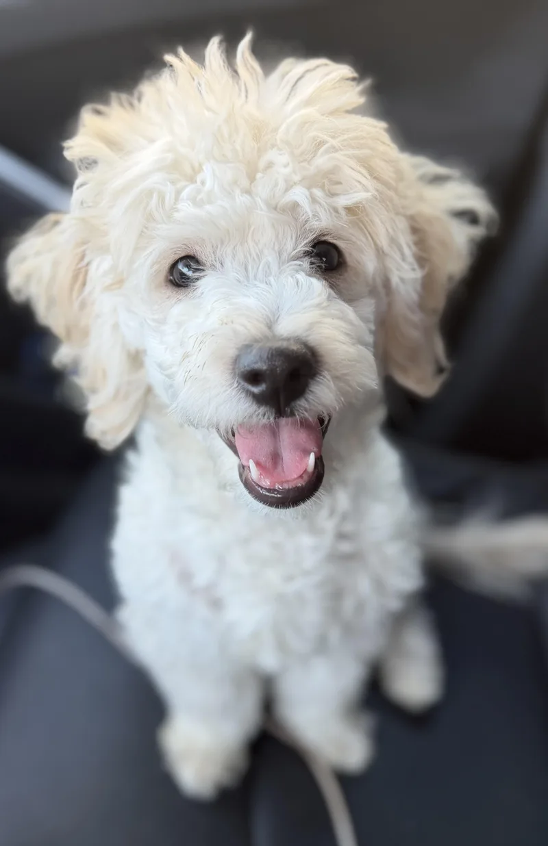 A baby small-sized male Miniature Poodle dog named Beans for adoption in Yuba City, CA